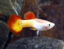 Гуппи Самка Пламя Poecilia reticulata Flame породистая аквариумная рыбка