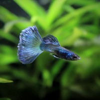 Гуппи Сапфир Синие (Poecilia reticulata var. "Blue Sapphire" / "Blue Diamond")