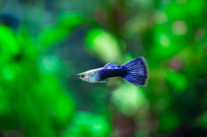 Гуппи Сапфир Синие (Poecilia reticulata var. "Blue Sapphire" / "Blue Diamond")