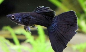 Гуппи Полностью Черная Poecilia reticulata Full Black бархатная аквариумная нано рыбка